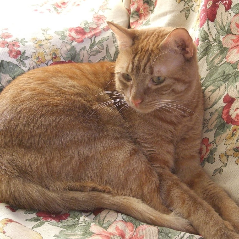 Meet your Posher, Ilene